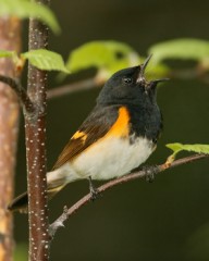 American Redstart