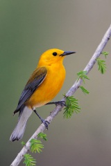 Prothonotary Warbler