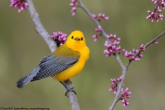 Prothonotary Warbler