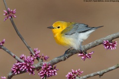 Prothonotary Warbler