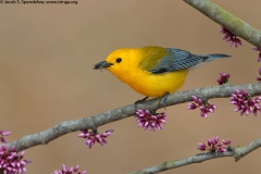 Prothonotary Warbler