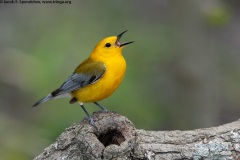 Prothonotary Warbler