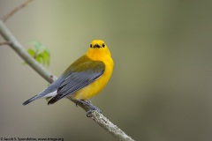 Prothonotary Warbler