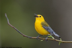 Prothonotary Warbler