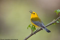 Prothonotary Warbler