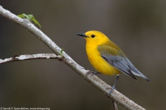 Prothonotary Warbler