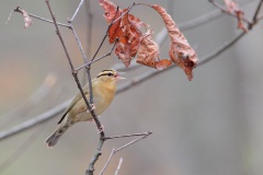 Worm-eating Warbler