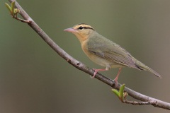 Worm-eating Warbler