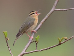 Worm-eating Warbler