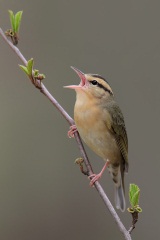 Worm-eating Warbler