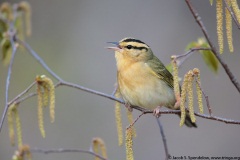 Worm-eating Warbler