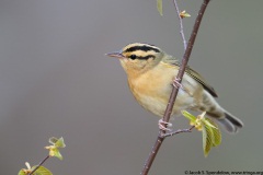 Worm-eating Warbler