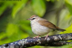 Swainson's Warbler