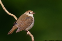 Swainson's Warbler