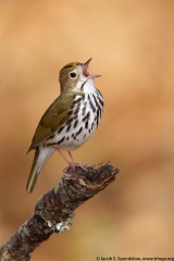 Ovenbird