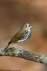 Ovenbird