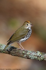 Ovenbird