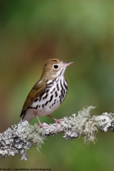 Ovenbird