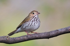 Ovenbird