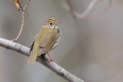 Ovenbird