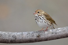 Ovenbird