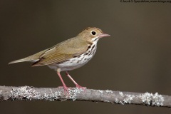 Ovenbird