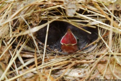 Ovenbird