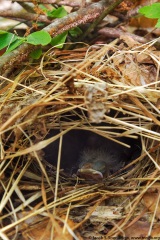 Ovenbird