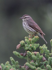 Northern Waterthrush