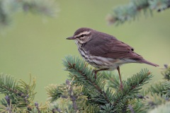 Northern Waterthrush