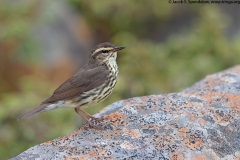 Northern Waterthrush