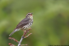 Northern Waterthrush