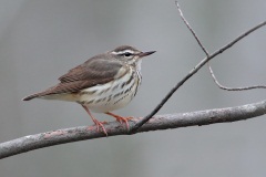 Louisiana Waterthrush