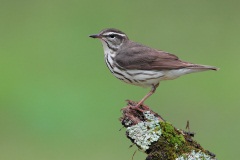 Louisiana Waterthrush