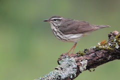 Louisiana Waterthrush