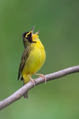 Kentucky Warbler