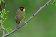 Kentucky Warbler