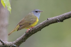 Mourning Warbler