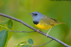 Mourning Warbler