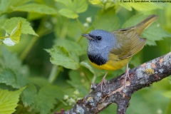 Mourning Warbler