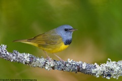 Mourning Warbler