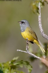 MacGillivray's Warbler