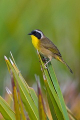 Common Yellowthroat