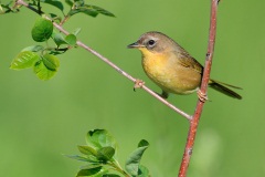 Common Yellowthroat