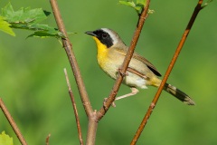 Common Yellowthroat