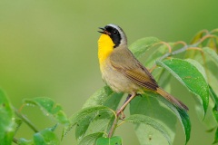 Common Yellowthroat