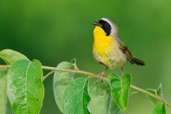 Common Yellowthroat