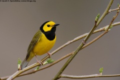 Hooded Warbler