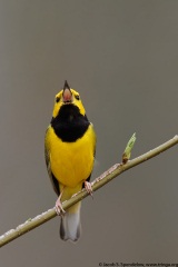 Hooded Warbler