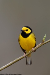 Hooded Warbler